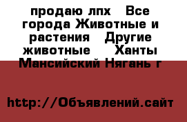 продаю лпх - Все города Животные и растения » Другие животные   . Ханты-Мансийский,Нягань г.